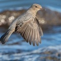 2026年10月3日の野鳥公園