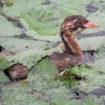 ほっしー　かんがえる　の巻