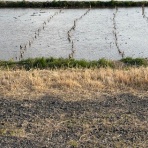 熱血！　幸運児