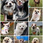 Go forward! forわんDog