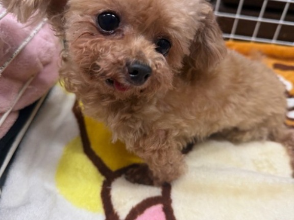 昨日はボクも久しぶりのトリミングでサッパリ💕💕