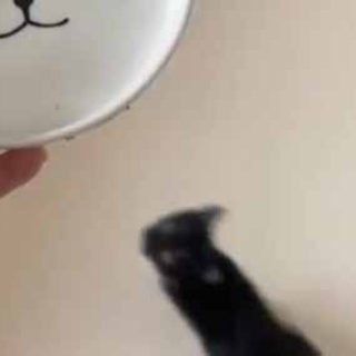 猫の動画 ねこわん！