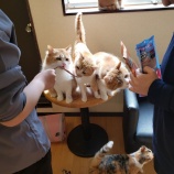 『今日のふれあいルーム』の画像