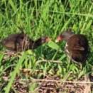バンの雛、親鳥に餌を貰っています　～巣ごもり玉子の朝ご飯、丸亀製麺で晩ご飯～