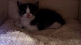 イチョウの木で降りれなくて泣いてる子猫助けたんだが（※画像あり）