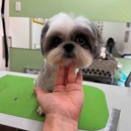ふー と 菜種 の夢日記