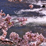 『2026 旧出雲街道『美甘宿場桜❹🌸』/ 岡山県真庭市美甘』の画像