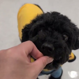 犬の幼稚園　アットホームblog