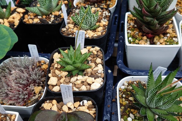 ハオルチア・アロエ aqua アロエ・ハオルチアの分類②(2014) : ユーフォルビア・オベサ・ドットコム