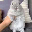 動く鼻を眺めていたい