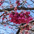 門池の桜：寒緋桜が見頃、ソメイヨシノはつぼみ