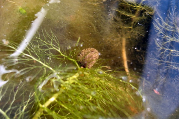 自然界への恩返し 水草