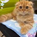 おとなしいネコ🐈ちゃん