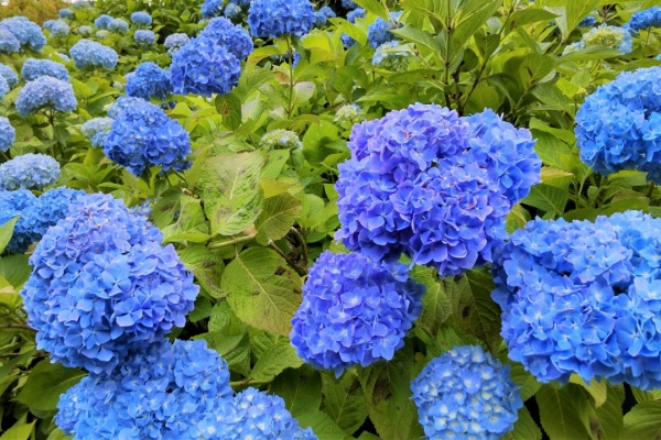 けいそんぶらぶら Doraemonhand C6 鹿島市