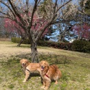 るるちゃんのお里帰り