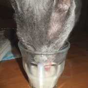 獣医さんから帰って来た猫に寄り添う猫