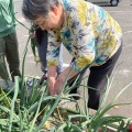 玉ねぎ大収穫