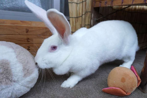 かわいい 日本 うさぎ 白 ウサギの日本白色種 茶臼山動物園 2018年4月15日
