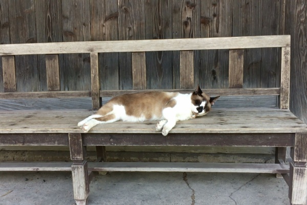 ガチャガチャまとめ 動物ネタ