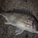 1月10日　釣り初め