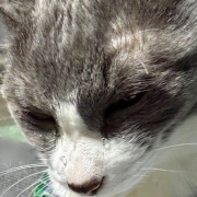 ネネちゃん、泣いてるの？何かあったの？