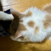 猫が噛んだもので一番高かったものは何？