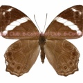 ヒメシロオビヒカゲ♀ (タイ) Lethe confusa confusa