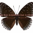 ルリボシスミナガシ♀ (ラオス) Stibochiona nicea nicea