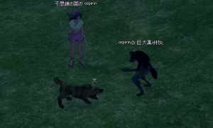 オオカミペットが家畜の犬から攻撃されるようになっている…