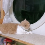 ”猫おでん”あり〼。