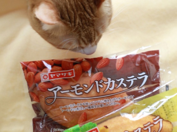うちの猫似のアレ？