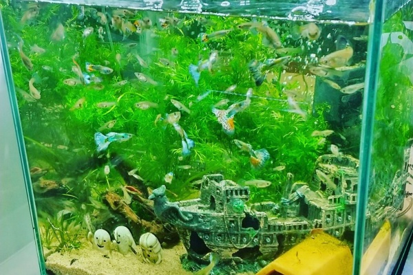 Motiのアクアリウム記録 Moti Aquarium 紹介商品