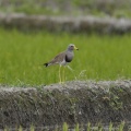 【探鳥】群馬県南東部の農耕地を巡る野鳥観察｜4か所で出会った3種類の野鳥