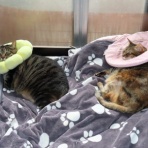 ニャンコ11匹気ままな生活♡