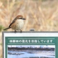 2026年3月13日の野鳥公園