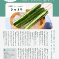 【一日一養】きゅうり