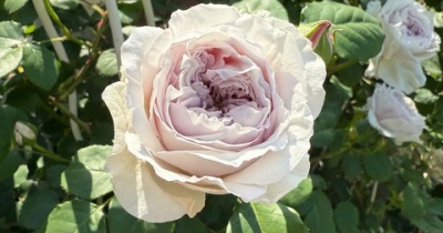 ＊根元がガッツリ枯れたカラーオブジュピターは助かるのだろうか⁈