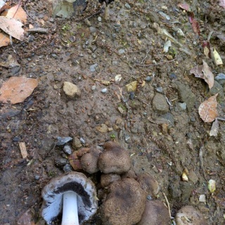 天然食材探しへ近くに気軽に出かけよう！