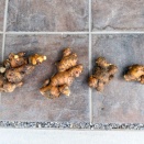 近江生姜　種生姜