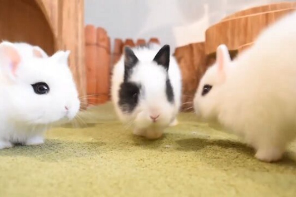 うのくらし ドワーフホト