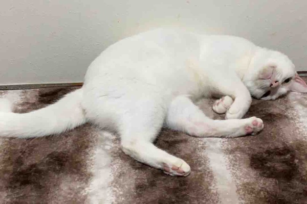 ねこかます 年08月