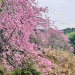 介護がきた・50代から始める独身女性の仕事と生き方