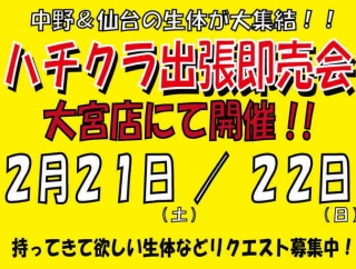 ハチクラ大宮店即売会開催のお知らせ！