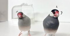 文鳥と私の新たな攻防戦