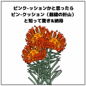 📍📍ピンクッションあるある📍📍