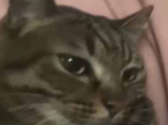 ネコの後ろ足を同居猫がパクっとした。なにするんじゃい！ → 猫はこうした…