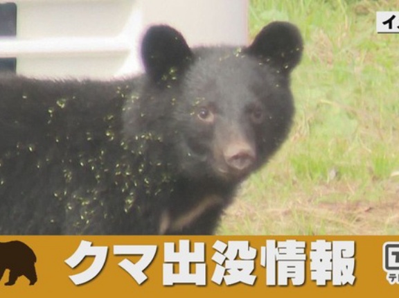 【岩手】クマが和菓子工房に侵入！冷蔵庫内のドーナツなど食べられる