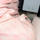 文鳥が座り込んでいる場所