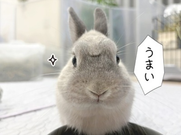 うさぎのルリ(9/19追記)