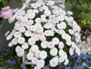 ＊コスパ最強ボンザマーガレットの鉢増し